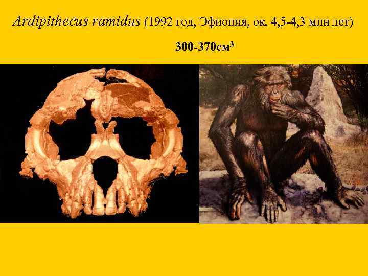 Ardipithecus ramidus (1992 год, Эфиопия, ок. 4, 5 -4, 3 млн лет) 300 -370