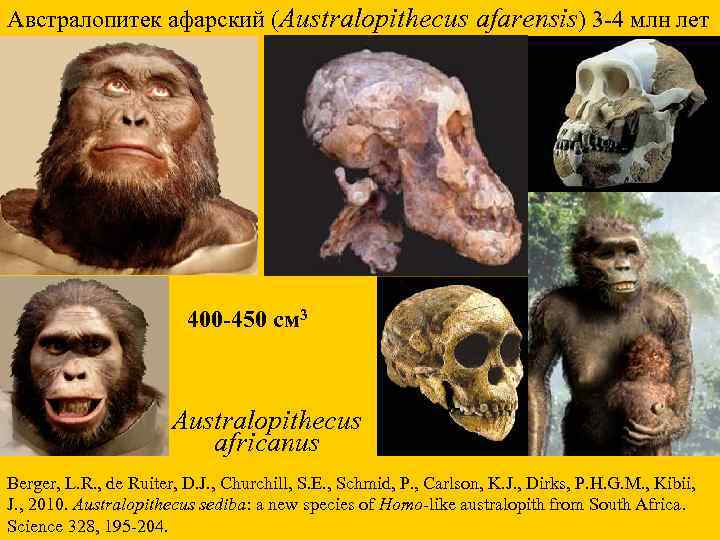 Австралопитек афарский (Australopithecus afarensis) 3 -4 млн лет 400 -450 см 3 Australopithecus africanus