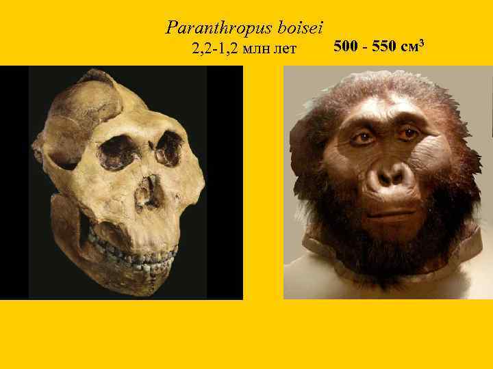 Paranthropus boisei 2, 2 -1, 2 млн лет 500 - 550 см 3 