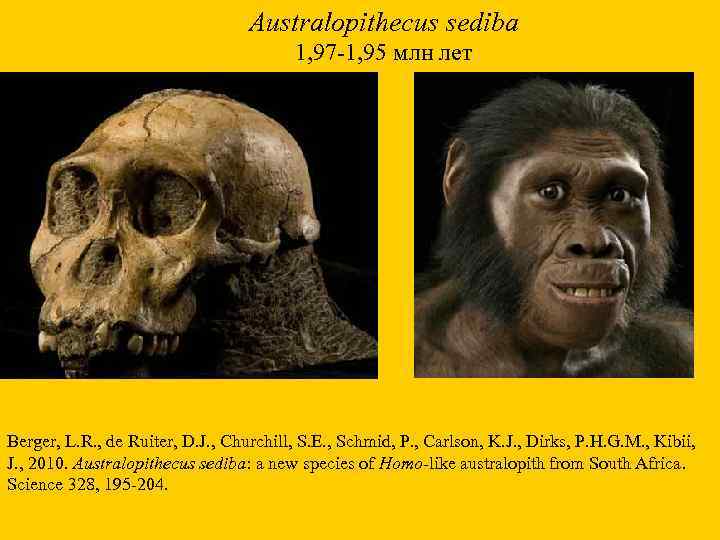 Australopithecus sediba 1, 97 -1, 95 млн лет Berger, L. R. , de Ruiter,