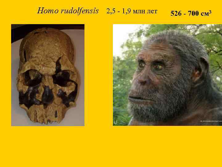 Homo rudolfensis 2, 5 - 1, 9 млн лет 526 - 700 см 3