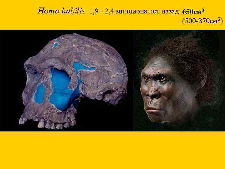 Homo habilis 1, 9 - 2, 4 миллиона лет назад 650 см 3 (500