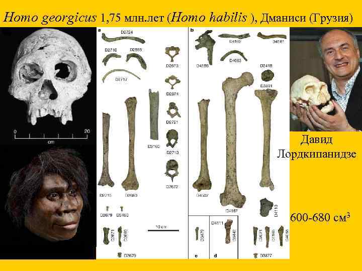 Homo georgicus 1, 75 млн. лет (Homo habilis ), Дманиси (Грузия) Давид Лордкипанидзе 600