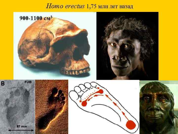 Homo erectus 1, 75 млн лет назад 900 -1100 см 3 