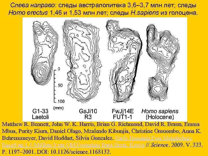 Слева направо: следы австралопитека 3, 6– 3, 7 млн лет; следы Homo erectus 1,