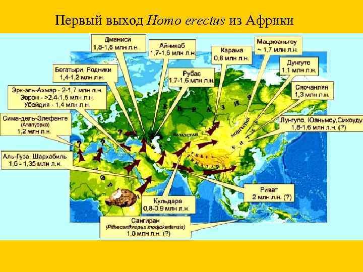 Первый выход Homo erectus из Африки 