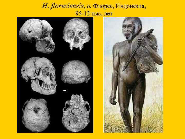 H. floresiensis, о. Флорес, Индонезия, 95 -12 тыс. лет 