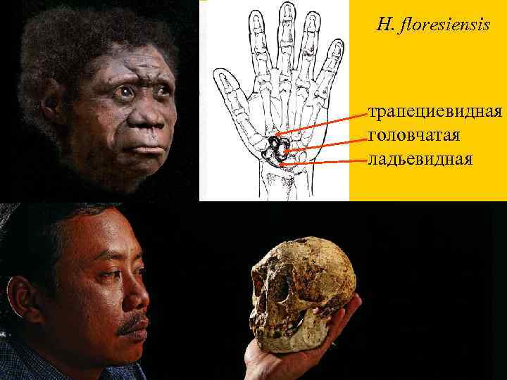 H. floresiensis трапециевидная головчатая ладьевидная 