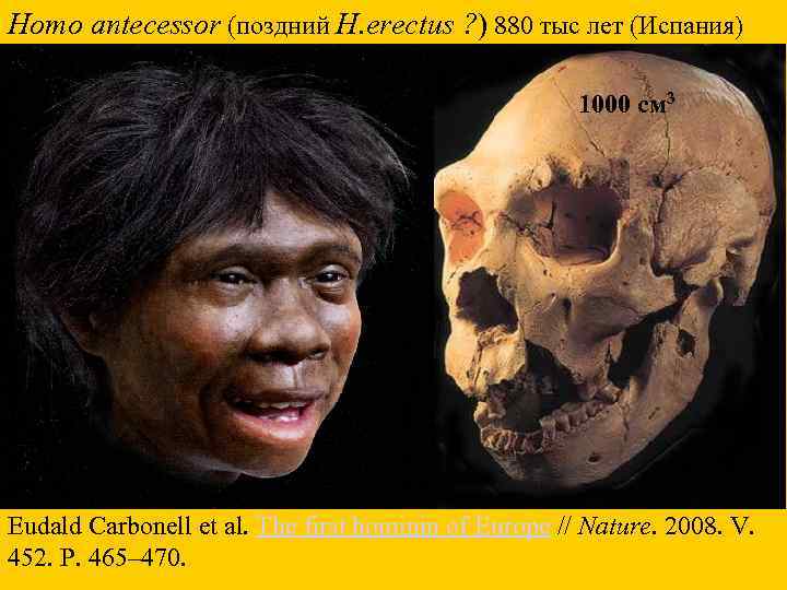 Homo antecessor (поздний H. erectus ? ) 880 тыс лет (Испания) 1000 см 3