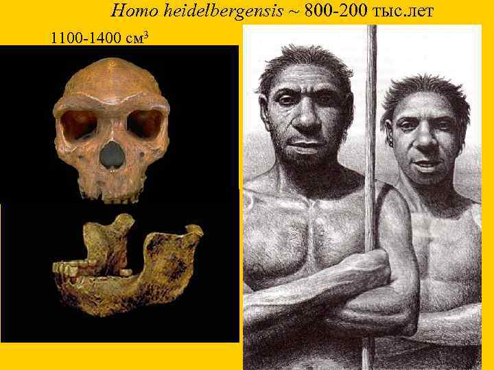 Homo heidelbergensis ~ 800 -200 тыс. лет 1100 -1400 см 3 