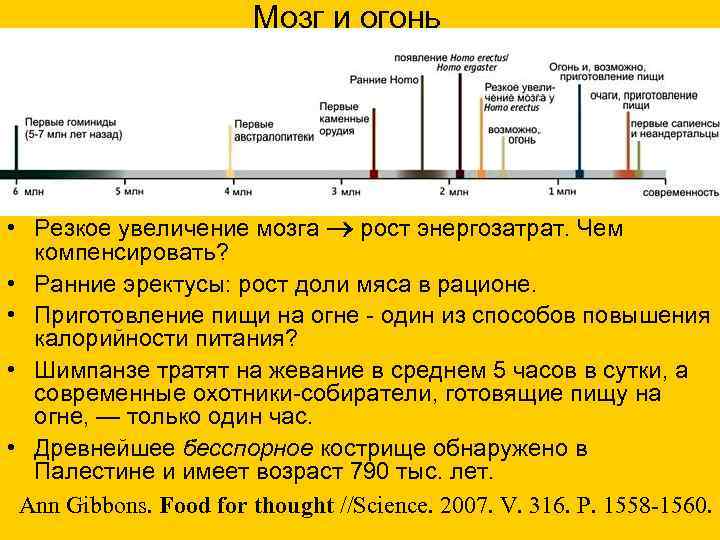 Мозг и огонь • Резкое увеличение мозга рост энергозатрат. Чем компенсировать? • Ранние эректусы: