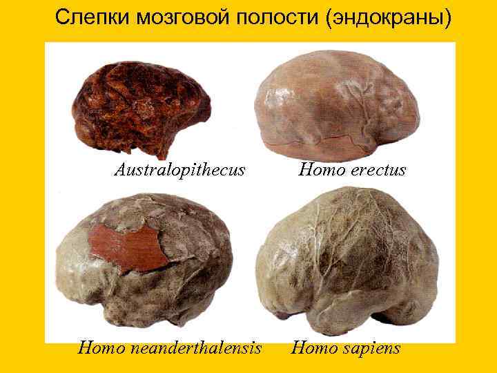 Слепки мозговой полости (эндокраны) Australopithecus Homo neanderthalensis Homo erectus Homo sapiens 