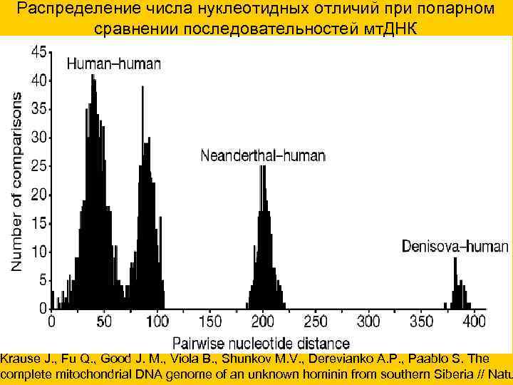 Распределение числа нуклеотидных отличий при попарном сравнении последовательностей мт. ДНК Krause J. , Fu