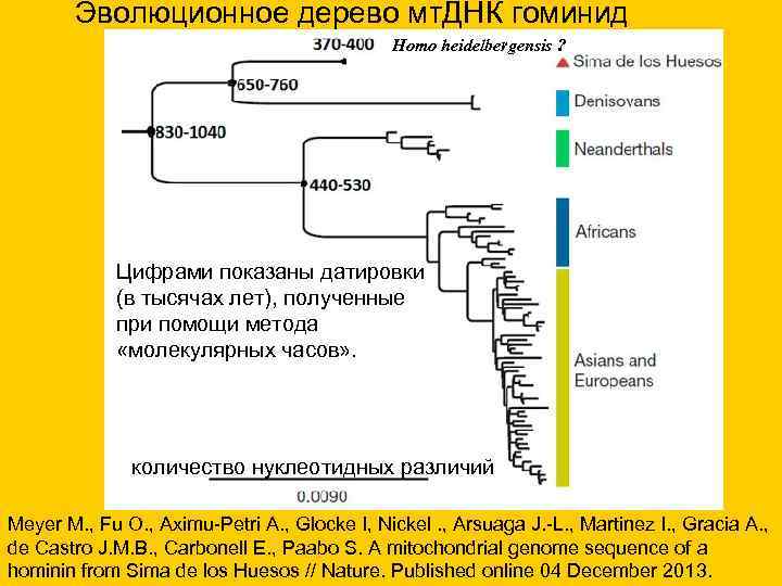 Эволюционное дерево мт. ДНК гоминид Homo heidelbergensis ? Цифрами показаны датировки (в тысячах лет),