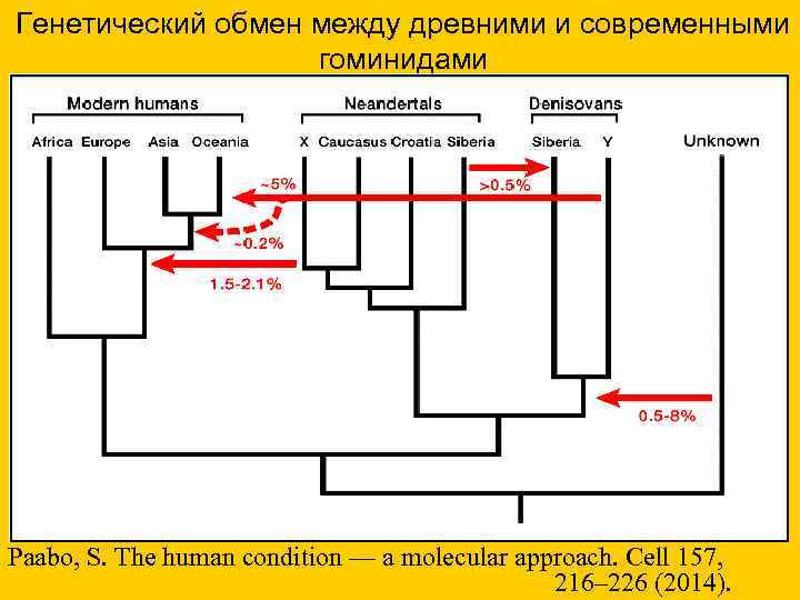 Генетический обмен между древними и современными гоминидами Paabo, S. The human condition — a