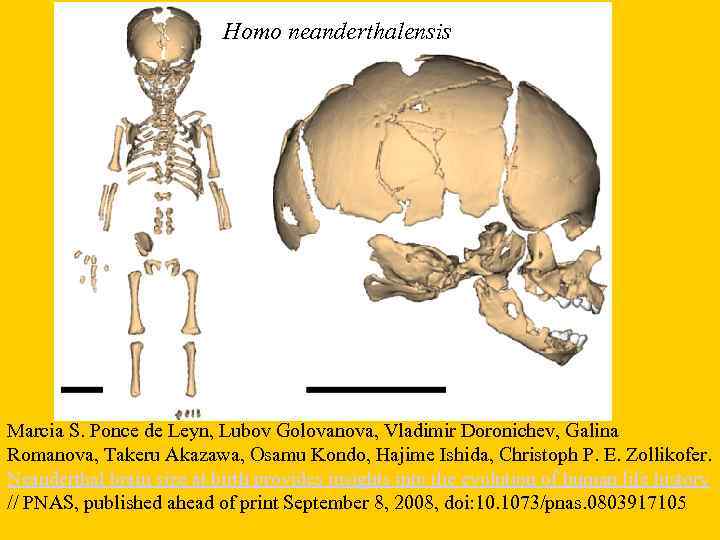 Homo neanderthalensis Marcia S. Ponce de Leуn, Lubov Golovanova, Vladimir Doronichev, Galina Romanova, Takeru