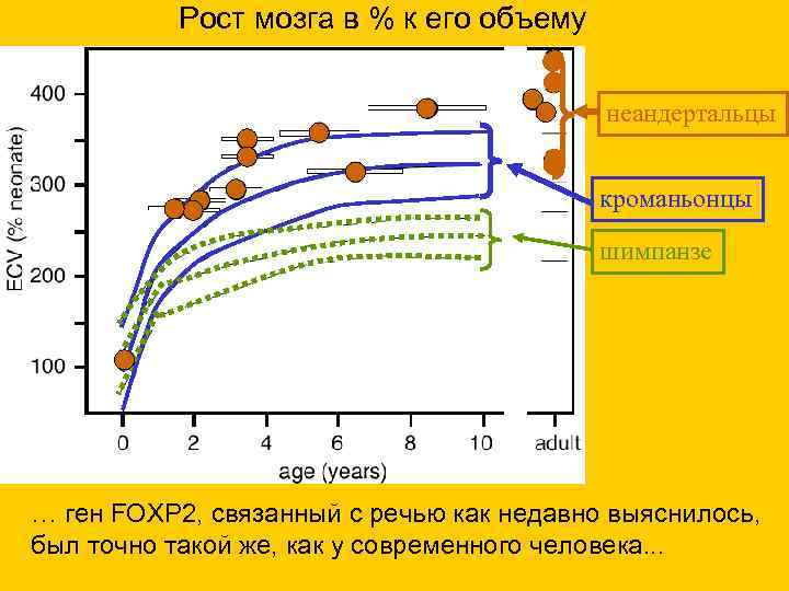 Рост мозга в % к его объему неандертальцы кроманьонцы шимпанзе … ген FOXP 2,