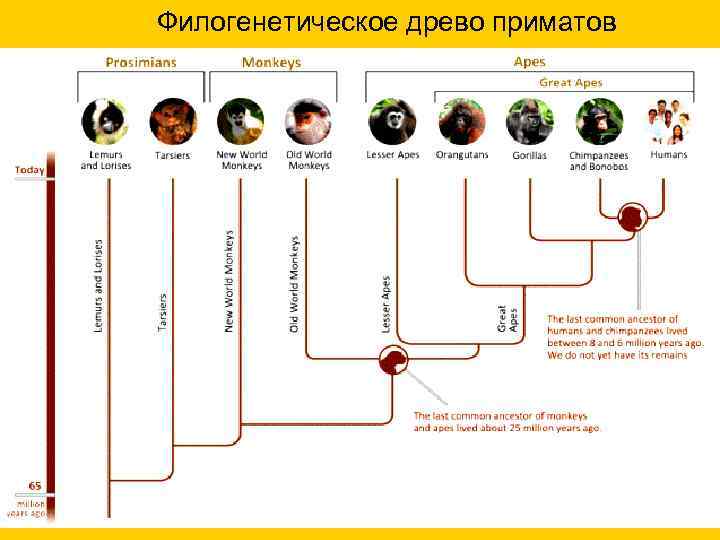 Филогенетическое древо приматов 