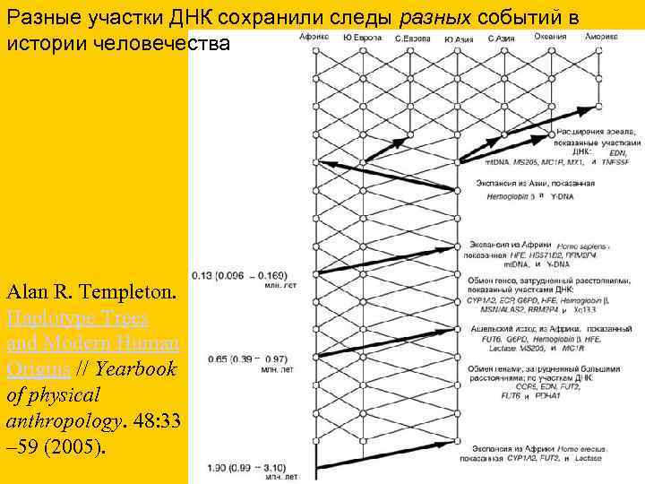 Разные участки ДНК сохранили следы разных событий в истории человечества Alan R. Templeton. Haplotype