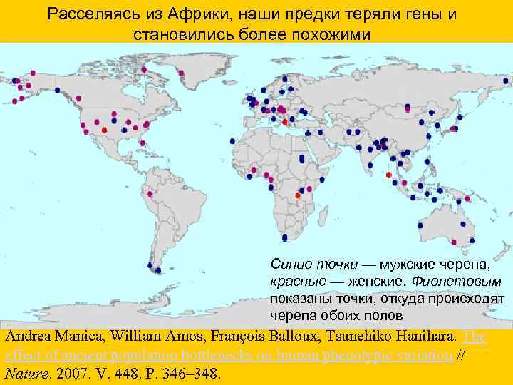 Расселяясь из Африки, наши предки теряли гены и становились более похожими Синие точки —