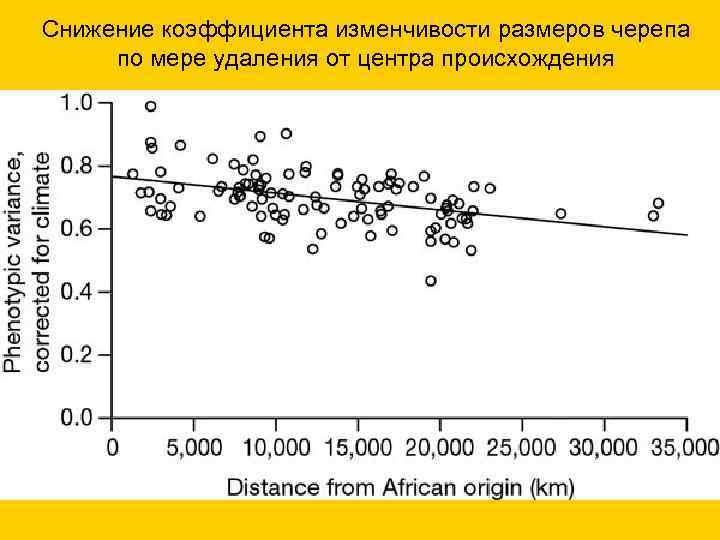 Снижение коэффициента изменчивости размеров черепа по мере удаления от центра происхождения 