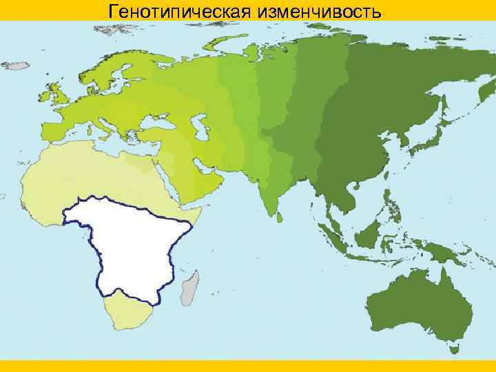 Генотипическая изменчивость 