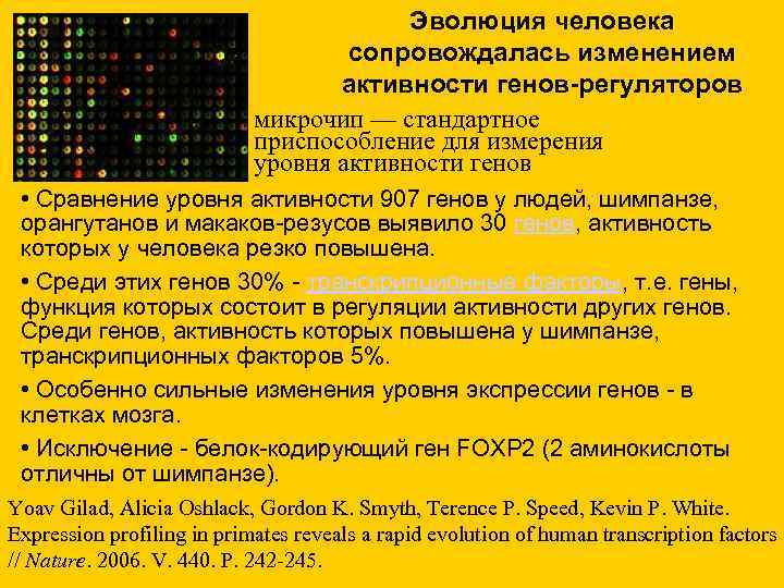 Эволюция человека сопровождалась изменением активности генов-регуляторов микрочип — стандартное приспособление для измерения уровня активности