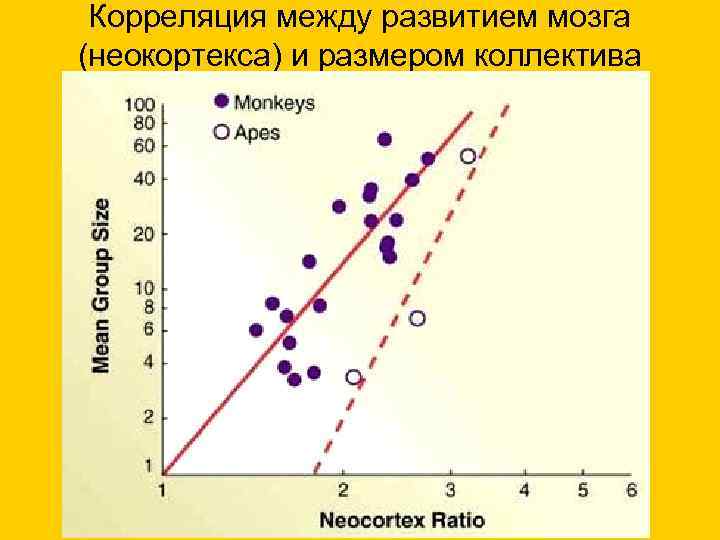 Корреляция между развитием мозга (неокортекса) и размером коллектива 