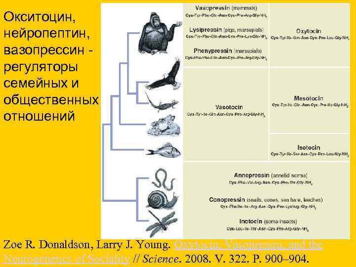 Окситоцин, нейропептин, вазопрессин регуляторы семейных и общественных отношений Zoe R. Donaldson, Larry J. Young.