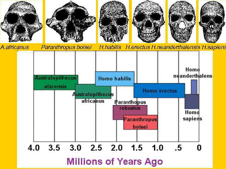 A. africanus Paranthropus boisei H. habilis H. erectus H. neanderthalensis H. sapiens 