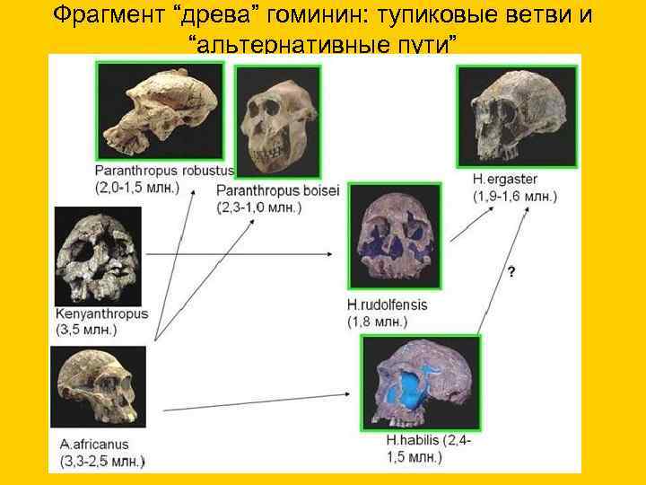 Фрагмент “древа” гоминин: тупиковые ветви и “альтернативные пути” 