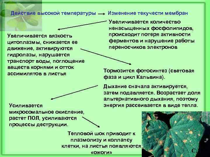 Действие высокой температуры Увеличивается вязкость цитоплазмы, снижается ее движение, активируются гидролазы, нарушается транспорт воды,