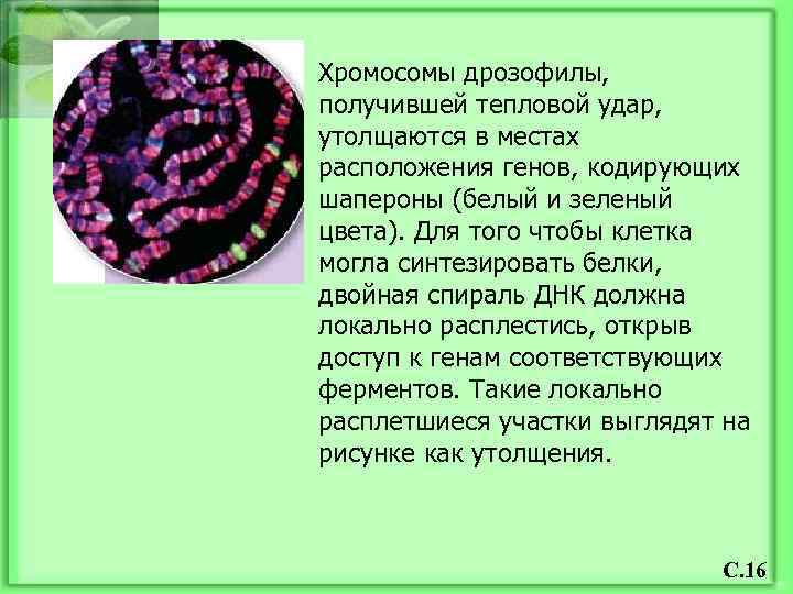 Хромосомы дрозофилы, получившей тепловой удар, утолщаются в местах расположения генов, кодирующих шапероны (белый и