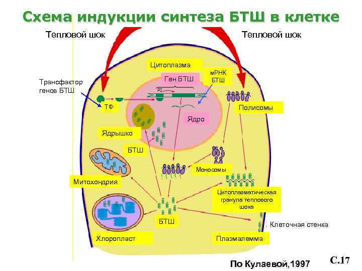 Схема индукции синтеза БТШ в клетке Тепловой шок Цитоплазма м. РНК БТШ Ген БТШ