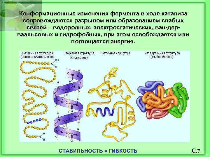 Конформационные изменения фермента в ходе катализа сопровождаются разрывом или образованием слабых связей – водородных,