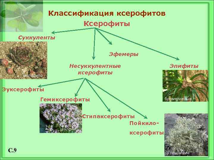 Классификация ксерофитов Ксерофиты Суккуленты Эфемеры молодило Несуккулентные ксерофиты Эпифиты Эуксерофиты Гемиксерофиты бромелиевые Стипаксерофиты Пойкилошалфей