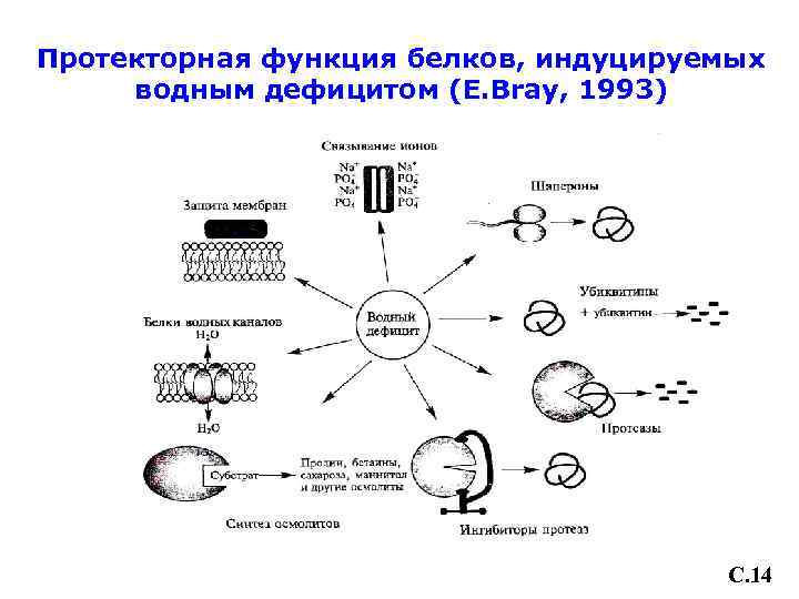 Протекторная функция белков, индуцируемых водным дефицитом (E. Bray, 1993) C. 14 