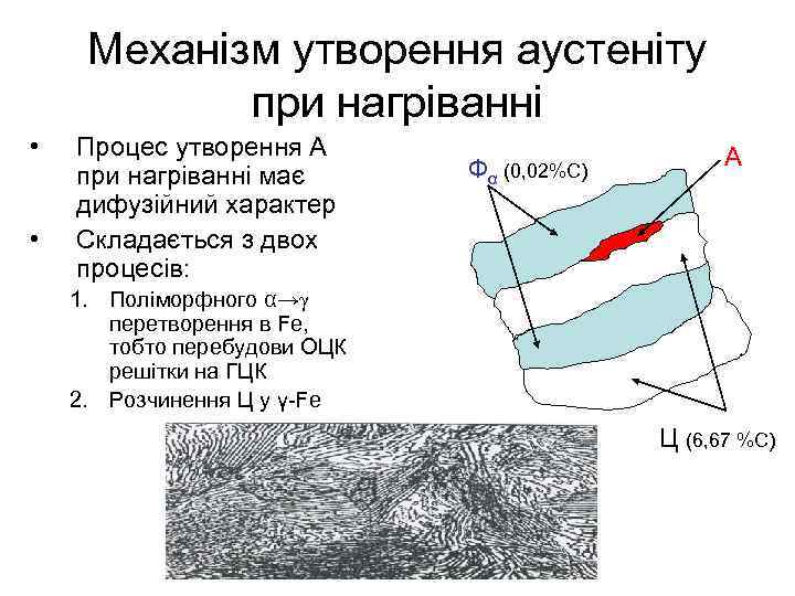 Механізм утворення аустеніту при нагріванні • • Процес утворення А при нагріванні має дифузійний