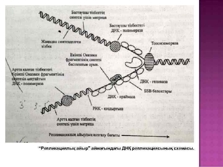 “Репликациялық айыр” аймағындағы ДНҚ репликациясының схемасы. 