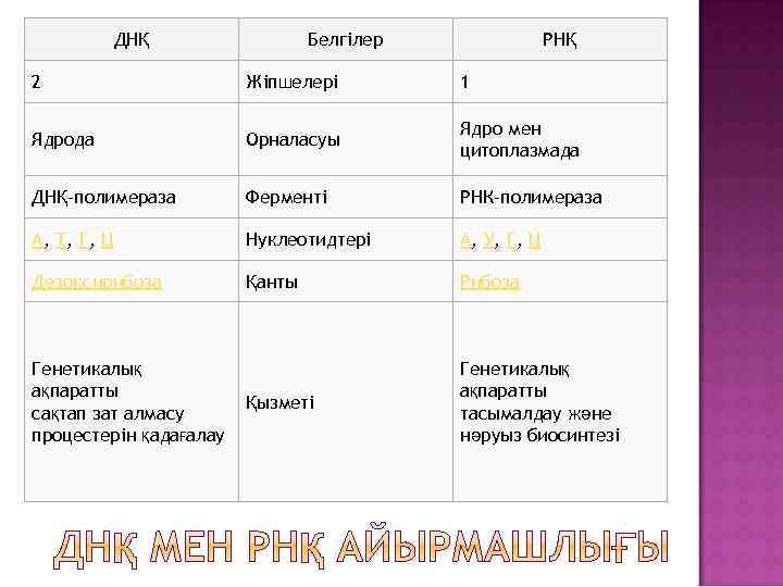 ДНҚ Белгілер РНҚ 2 Жіпшелері 1 Ядрода Орналасуы Ядро мен цитоплазмада ДНҚ-полимераза Ферменті РНК-полимераза
