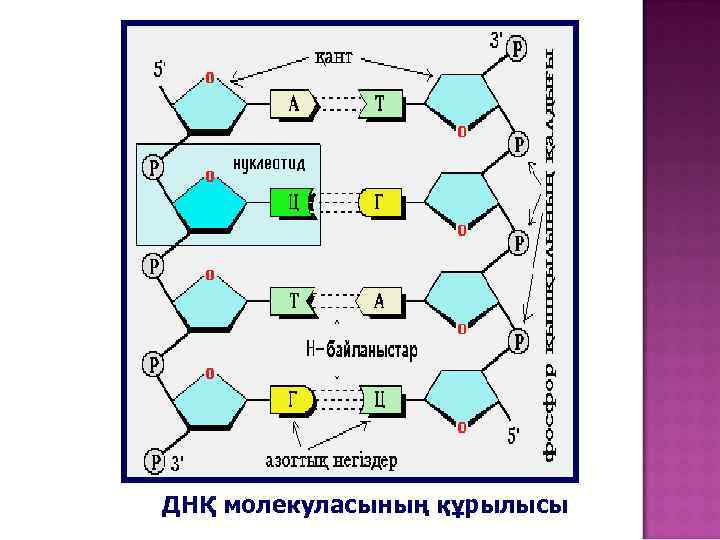 Нуклейн қышқылдары презентация