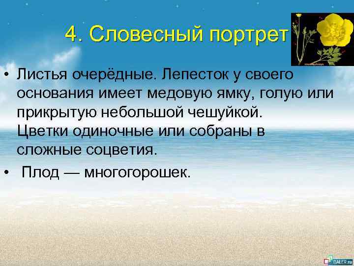 4. Словесный портрет • Листья очерёдные. Лепесток у своего основания имеет медовую ямку, голую