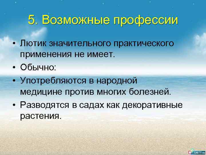 5. Возможные профессии • Лютик значительного практического применения не имеет. • Обычно: • Употребляются