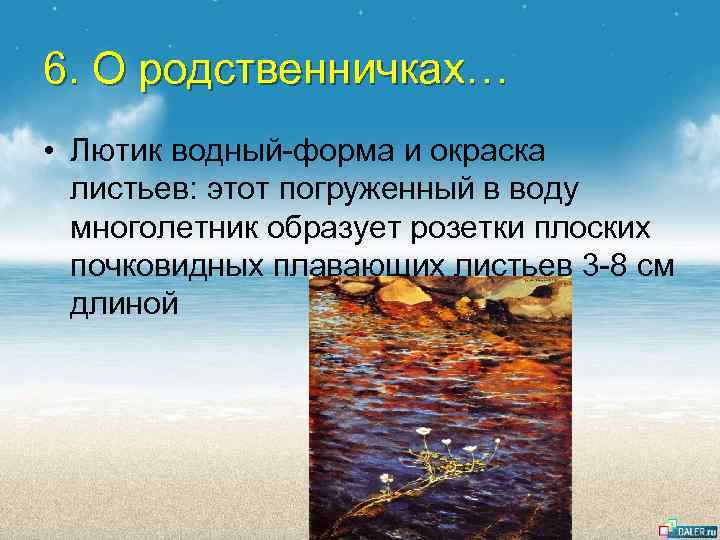 6. О родственничках… • Лютик водный-форма и окраска листьев: этот погруженный в воду многолетник