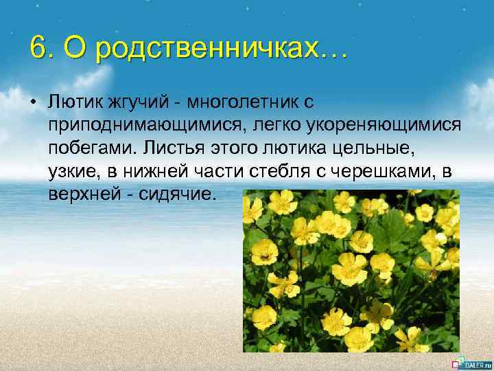 6. О родственничках… • Лютик жгучий - многолетник с приподнимающимися, легко укореняющимися побегами. Листья