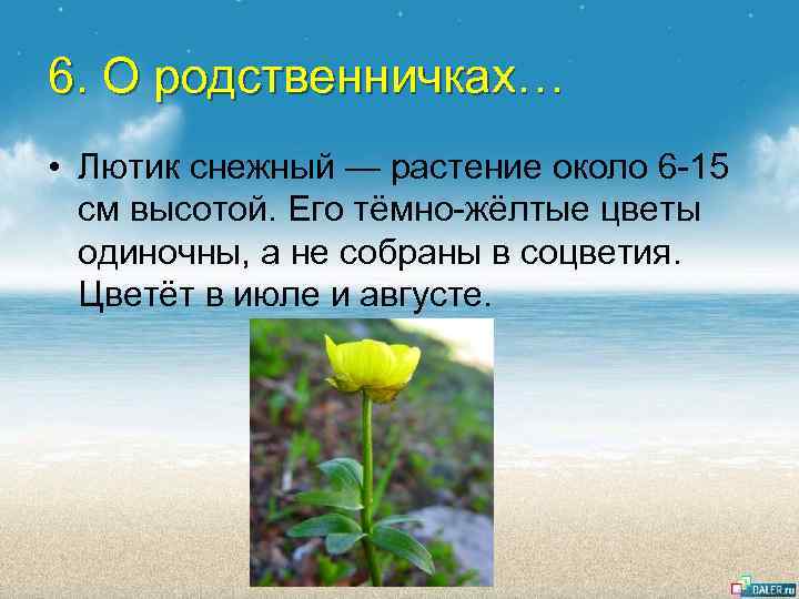 6. О родственничках… • Лютик снежный — растение около 6 -15 см высотой. Его