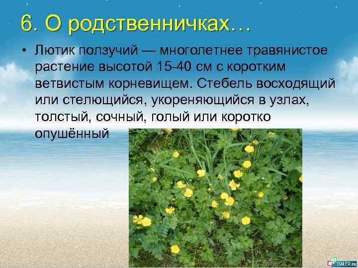 6. О родственничках… • Лютик ползучий — многолетнее травянистое растение высотой 15 -40 см