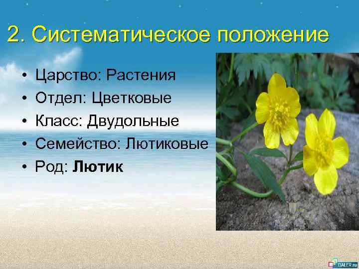 2. Систематическое положение • • • Царство: Растения Отдел: Цветковые Класс: Двудольные Семейство: Лютиковые