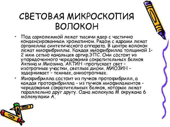 СВЕТОВАЯ МИКРОСКОПИЯ ВОЛОКОН • Под сарколеммой лежат тысячи ядер с частично конденсированным хроматином. Рядом