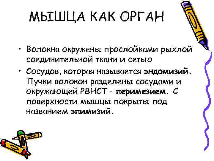 МЫШЦА КАК ОРГАН • Волокна окружены прослойками рыхлой соединительной ткани и сетью • Сосудов,